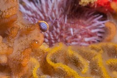 Ochlesis lenticulosus