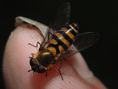 Parasyrphus lineolus