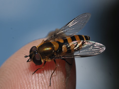 Parasyrphus lineolus