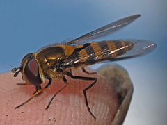 Parasyrphus lineolus