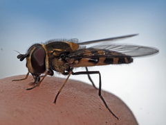 Parasyrphus lineolus