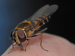 Parasyrphus lineolus