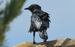 Corvus orru