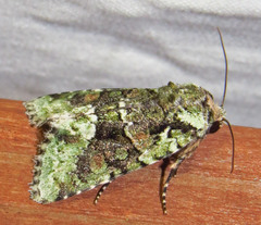 Lacinipolia explicata