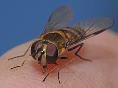 Parasyrphus lineolus