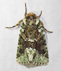 Lacinipolia explicata