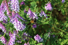 Xylocopa appendiculata circumvolans
