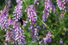Xylocopa appendiculata circumvolans