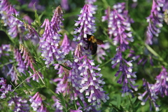 Xylocopa appendiculata circumvolans