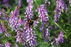 Xylocopa appendiculata circumvolans