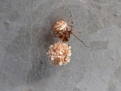 Platnickina nigropunctata