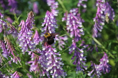 Xylocopa appendiculata circumvolans
