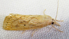 Diatraea lisetta
