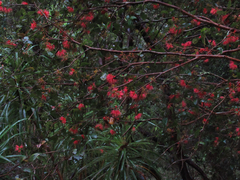 Metrosideros parkinsonii