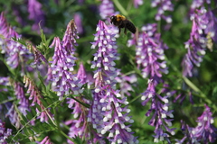 Xylocopa appendiculata circumvolans