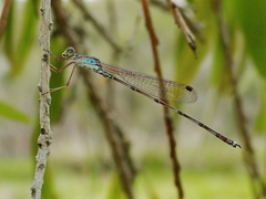 Indolestes tenuissimus