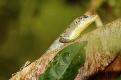 Emoia samoensis
