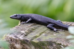 Emoia nigra