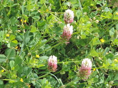 Trifolium incarnatum molinerii