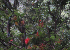 Metrosideros parkinsonii