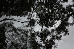 Calochilus gracillimus