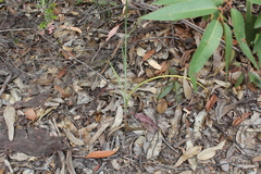 Calochilus gracillimus