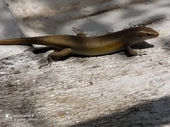 Eutropis multifasciata