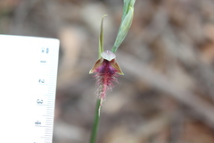 Calochilus gracillimus