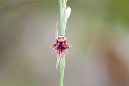 Image of Calochilus gracillimus by (c) mitchell holliday, some rights reserved (CC BY)