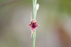 Calochilus gracillimus