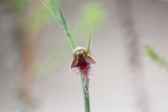 Calochilus gracillimus