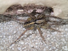 Artoriopsis expolita