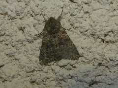 Polymixis flavicincta