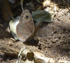Ypthima asterope hereroica