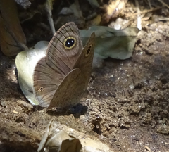 Ypthima asterope hereroica