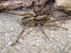 Artoriopsis expolita