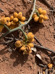 Pyrenacantha kaurabassana