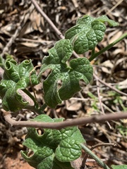 Pyrenacantha kaurabassana