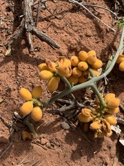 Pyrenacantha kaurabassana