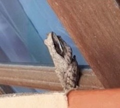 Polypedates leucomystax