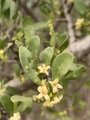 Pyrostria hystrix