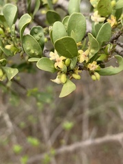 Pyrostria hystrix