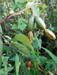 Elaeagnus loureirii