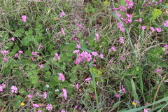 Silene colorata