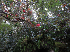 Metrosideros parkinsonii