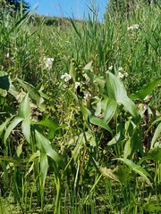 Sagittaria