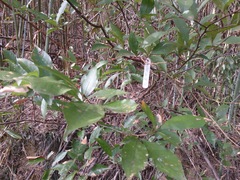 Pourthiaea arguta