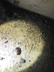 Periplaneta australasiae