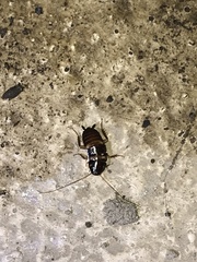 Periplaneta australasiae