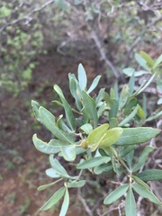 Rhoicissus revoilii